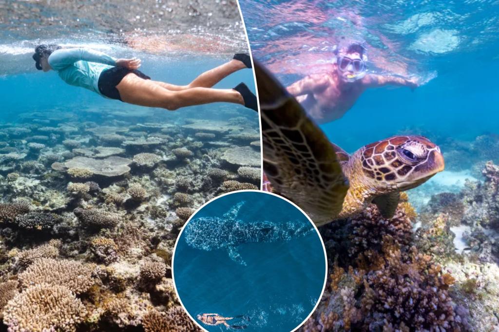 This great barrier reef 'is an elite secret of snorlers with whale sharks and a luxury safari camp