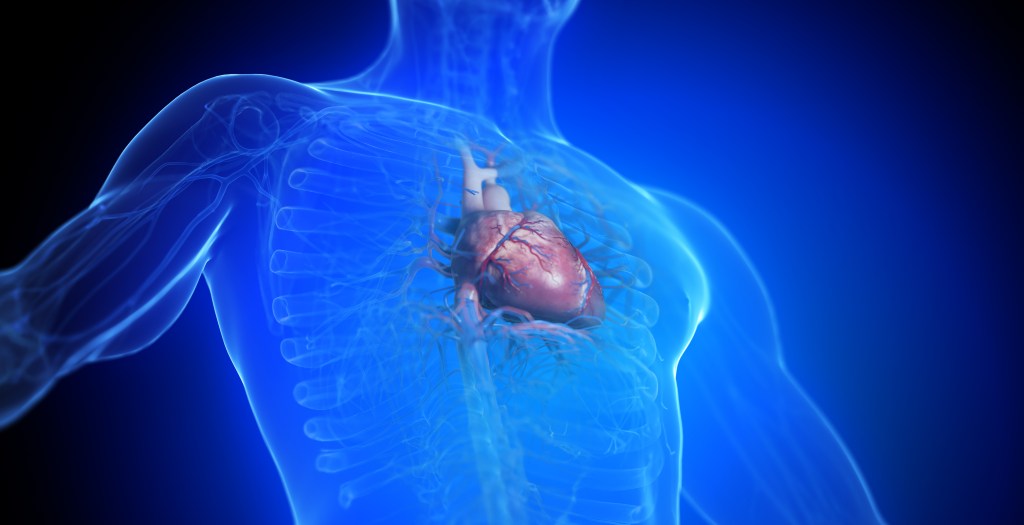 3D heart image in the male body